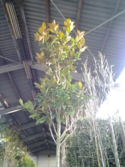 Beverboom (Magnolia Grandiflora 'Gallissoniere') -Planten Verkoopwinkel magnolia grandiflora 2 1 1