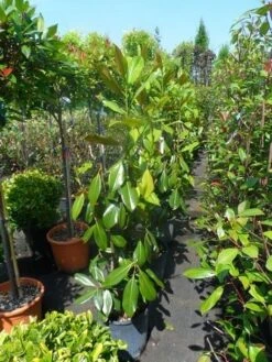 Magnolia (Magnolia Grandiflora 'Gallissoniere') -Planten Verkoopwinkel magnolia grandiflora gallisoniere 100 125