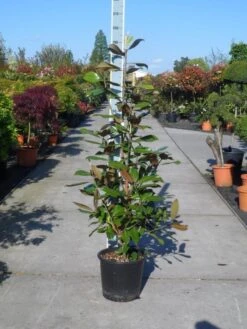 Magnolia (Magnolia Grandiflora 'Gallissoniere') -Planten Verkoopwinkel magnolia grandiflora gallisoniere 125 150 c25