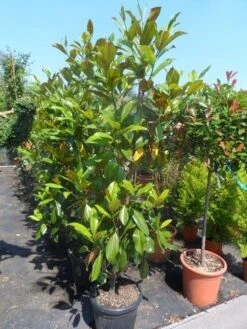 Magnolia (Magnolia Grandiflora 'Gallissoniere') -Planten Verkoopwinkel magnolia grandiflora gallisoniere 150 175 200 cont 1