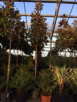 Beverboom (Magnolia Grandiflora 'Gallissoniere') -Planten Verkoopwinkel magnolia grandiflora gallisoniere 16 18ho cont