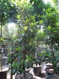 Magnolia (Magnolia Grandiflora 'Gallissoniere') -Planten Verkoopwinkel magnolia grandiflora gallisoniere 250 300 c150 3