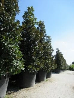 Magnolia (Magnolia Grandiflora 'Gallissoniere') -Planten Verkoopwinkel magnolia grandiflora gallisoniere 2 3