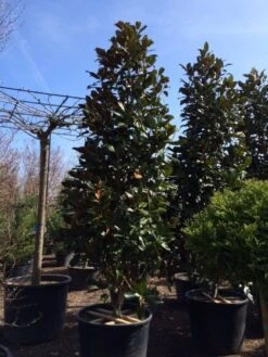 Magnolia (Magnolia Grandiflora 'Gallissoniere') -Planten Verkoopwinkel magnolia grandiflora gallisoniere 350 400 450 3