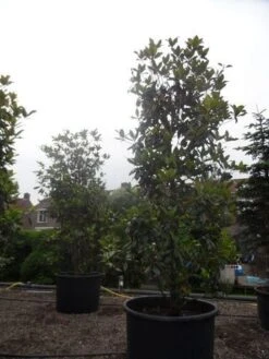 Magnolia (Magnolia Grandiflora 'Gallissoniere') -Planten Verkoopwinkel magnolia grandiflora gallisoniere 350 400 450 c1000 3