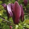 Beverboom (Magnolia Liliiflora 'Nigra') -Planten Verkoopwinkel magnolia liliiflora nigra