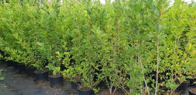 Beverboom Als Struik (Magnolia Loebneri 'Merrill') 4 Beverboom Als Struik (Magnolia Loebneri 'Merrill') - Afbeelding 4