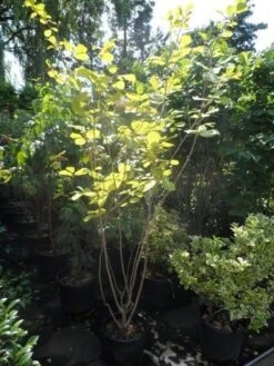 Beverboom (Magnolia Sieboldii) -Planten Verkoopwinkel magnolia sieboldii 175 200 c25