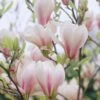 Beverboom (Magnolia Soulangeana) -Planten Verkoopwinkel magnolia soulangeana 2