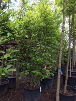 Beverboom (Magnolia Soulangeana) -Planten Verkoopwinkel magnolia soulangeana 300cm c130 1 2