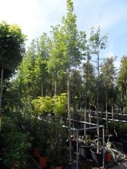 Beverboom (Magnolia Soulangeana Als Boom) -Planten Verkoopwinkel magnolia soulangeana 8 10 12ho cont 2