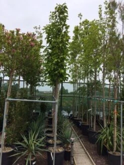 Beverboom (Magnolia Soulangeana Als Boom) -Planten Verkoopwinkel magnolia soulangeana boom 10 12cm 2