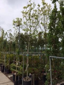 Beverboom (Magnolia Soulangeana Als Boom) -Planten Verkoopwinkel magnolia soulangeana boom 14 16cm 2