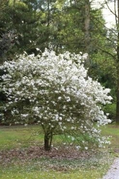 Uitgelichte producten -Planten Verkoopwinkel magnolia stellata 3 1
