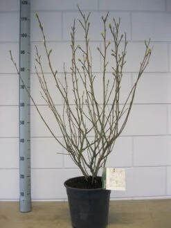 Stermagnolia (Magnolia Stellata) 31 Stermagnolia (Magnolia Stellata) -Planten Verkoopwinkel magnolia stellata c7 november 1