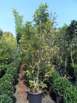Beverboom, Struik (Magnolia Susan) -Planten Verkoopwinkel magnolia susan 175 200 c50 3