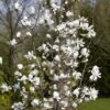 Beverboom (Magnolia Loebneri 'Merrill') -Planten Verkoopwinkel magnolia x loebneri merrill01 2