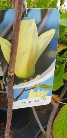 Magnolia (Magnolia 'Yellow River') 2 Magnolia (Magnolia 'Yellow River') - Afbeelding 2