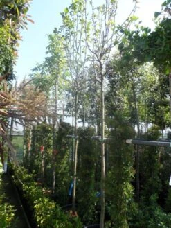 Beverboom (Magnolia 'Yellow River') -Planten Verkoopwinkel magnolia yellow river 10 12 14ho cont