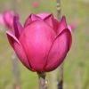 Beverboom (Magnolia 'Black Tulip') -Planten Verkoopwinkel magnoliablacktulip3