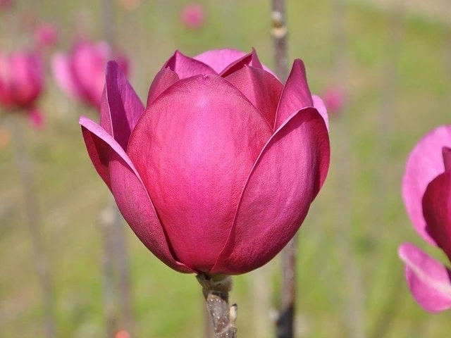 Beverboom (Magnolia 'Black Tulip') 1 Beverboom (Magnolia 'Black Tulip')