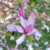 Beverboom (Magnolia 'Galaxy') -Planten Verkoopwinkel magnoliagalaxyvi 1 1