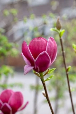 Beverboom (Magnolia 'Genie') -Planten Verkoopwinkel magnoliagenie01 1