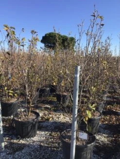 Beverboom (Magnolia 'Genie') -Planten Verkoopwinkel magnoliagenie02 1