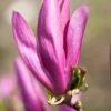 Meerstammige Beverboom (Magnolia 'Susan') -Planten Verkoopwinkel magnoliasusanbloei 1