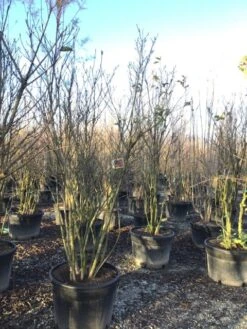 Meerstammige Beverboom (Magnolia 'Susan') -Planten Verkoopwinkel magnoliasusanmeerstammig