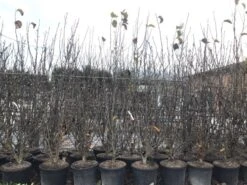 Beverboom, Struik (Magnolia Susan) -Planten Verkoopwinkel magnoliasusanwinter 3