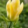 Beverboom (Magnolia Brooklynensis 'Yellow Bird') -Planten Verkoopwinkel magnoliayellowbird01 1