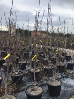 Beverboom (Magnolia Brooklynensis 'Yellow Bird') 5 Beverboom (Magnolia Brooklynensis 'Yellow Bird') -Planten Verkoopwinkel magnoliayellowbird02 1