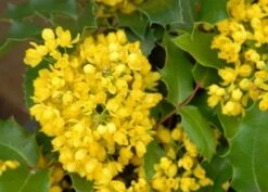 Mahoniestruik (Mahonia Aquifolium 'Apollo') -Planten Verkoopwinkel mahonia apollo bloei