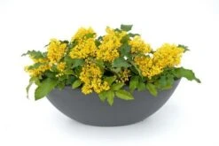 Mahoniestruik (Mahonia Aquifolium 'Apollo') -Planten Verkoopwinkel mahonia apollo toepassing