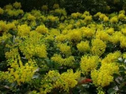 Mahoniestruik (Mahonia Aquifolium 'Apollo') -Planten Verkoopwinkel mahonia apollo toepassing 1 2