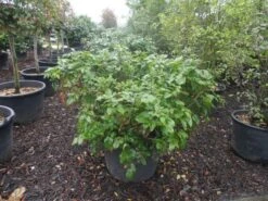 Mahoniestruik (Mahonia Aquifolium 'Apollo') -Planten Verkoopwinkel mahonia aquifolium apollo c130 2