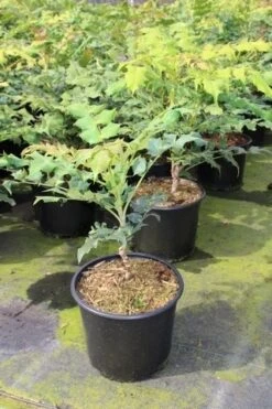 Chinese Mahoniestruik (Mahonia Bealei) 7 Chinese Mahoniestruik (Mahonia Bealei) -Planten Verkoopwinkel mahonia bealei 1