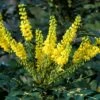 Mahoniestruik (Mahonia Media 'Winter Sun') -Planten Verkoopwinkel mahoniawintersun01