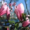 Beverboom (Magnolia 'Heaven Scent') -Planten Verkoopwinkel mahscent 9 1