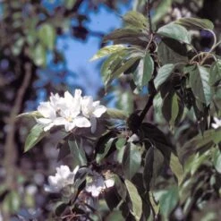 Sierappel (Malus 'John Downie') -Planten Verkoopwinkel majdowni 12 3