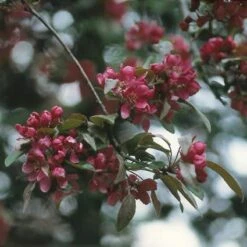 Sierappel (Malus 'Liset') -Planten Verkoopwinkel maliset 8