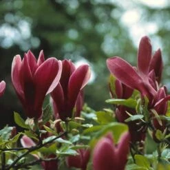 Beverboom (Magnolia Liliiflora 'Nigra') -Planten Verkoopwinkel malnigra 13