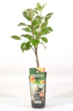 Appelboom (Malus Domestica 'Elstar') -Planten Verkoopwinkel malus dom. elstar rp2l handappel zachtzuur 1