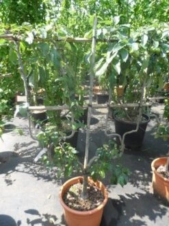 Appelboom (Malus Domestica ) -Planten Verkoopwinkel malus domestica eetappel dubbel u leivorm 1