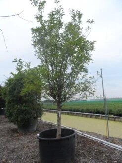 Appelboom (Malus Domestica ) -Planten Verkoopwinkel malus domestica eetappel halfstam 30 40 c750