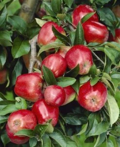 Lei-Appel (Malus Domestica 'Gloster')