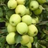 Appelboom (Malus Domestica 'Golden Delicious') -Planten Verkoopwinkel malus domestica golden delicious 1 1