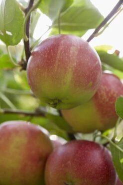 Appelboom (Malus Domestica 'Sterappel') 4 Appelboom (Malus Domestica 'Sterappel') -Planten Verkoopwinkel malus domestica rote sternrenette 1