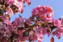 Sierappel Als Leiboom (Malus 'Rudolf') -Planten Verkoopwinkel malus domestica rudolph02 2